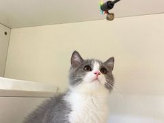 -lincat·猫舍(广州店)