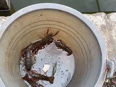 -同銮特种养殖场·龙虾垂钓