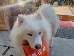 -more than meow吴止猫主题餐厅(承德 中船汇店)