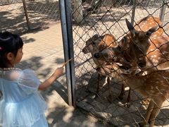 -长白岛森林公园