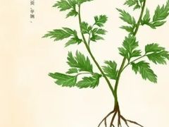 -裕和堂中医推拿艾灸(太古汇臻品店)