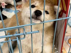 -逗柴咖啡屋·狗咖猫咖宠物桌游