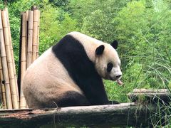 -都江堰中华大熊猫苑