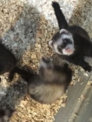 -酷嗒动物文化乐园(cutezoo西溪乐天城店)