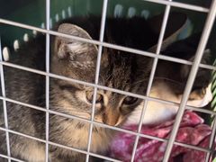 -瑞派福兴宠物医院犬猫全科·骨科·中西医结合(河东店)