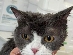 -老吴的猫·猫舍(新区店)