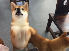 -柴源莊·柴小宠柴犬咖啡