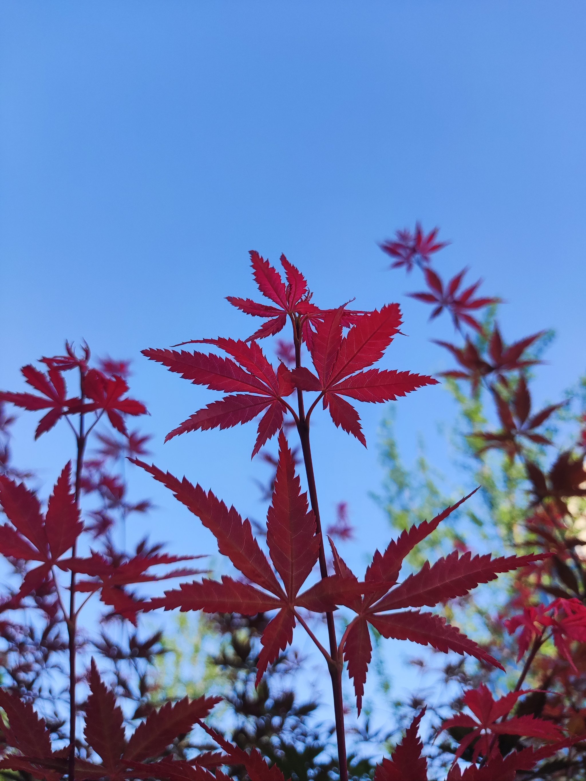 夏天来了枫叶红了