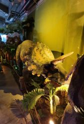 -恐龙探索乐园(磁器口店)