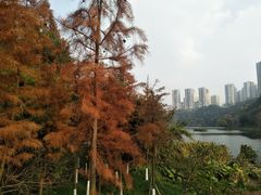-重庆彩云湖湿地公园