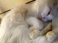 -瞄一喵猫咖(格力海岸店)