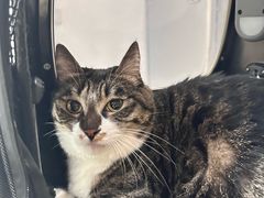 -艾贝尔宠物医院·24H转诊中心·肿瘤猫专科(江宁双龙店)