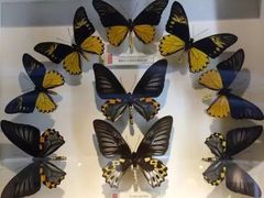 -上海昆虫博物馆