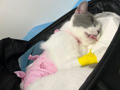 -纳吉亚猫专科动物诊疗中心(蒋宅口分院)