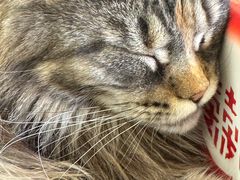 -平行世界·猫咖(首经贸店)