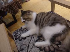-万小咖.猫咖(中山路天虹店)