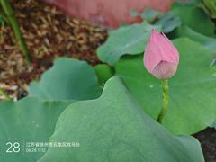 -戏马台景区