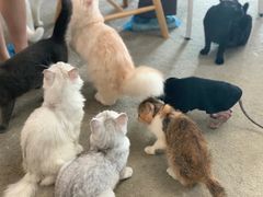 -泰国佛·塔罗·泰牌狐仙古曼