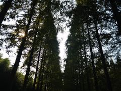 -黄海国家森林公园