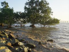 -宝安西湾红树林湿地公园