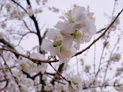 -桃花堤公园