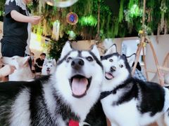 -Husky Go! 哈士奇体验馆·宠物咖啡厅狗咖