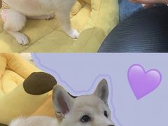 -逗柴咖啡屋·狗咖猫咖宠物桌游