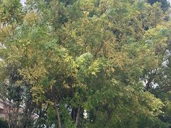 -映月湖中央公园