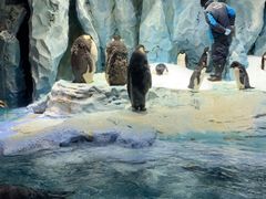 -帝企鹅自助餐厅•儿童岛•真企鹅(长隆企鹅酒店)