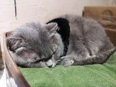 -猫色咖啡·猫咖