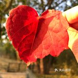 红叶🍁