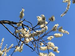 -张娜绿豆饼(老军营店)