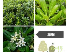 -东莞植物园