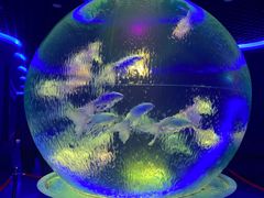 -石家庄极地海洋世界