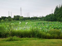 -上海长兴岛郊野公园