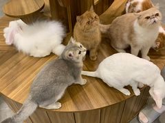 -飞行喵MR PILOT|猫舍·猫咖(静安大融城店)