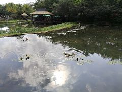 -呀诺达热带雨林