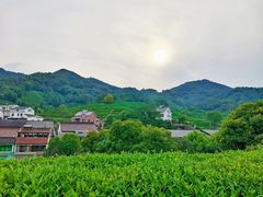 -龙井村