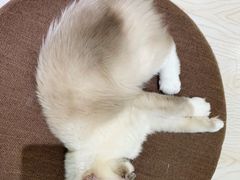 -猫和宫(六道口店)