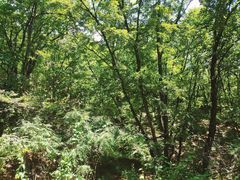 -吉林市朱雀山国家森林公园