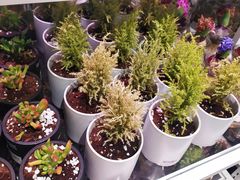 -KKV(深圳宏发大仟里店)