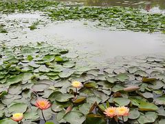 -大湾区中央湿地公园
