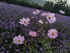 -薰衣草NE庄园