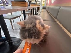 -喵园·猫主题咖啡厅·撸猫·猫咖(国贸店)