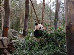 -都江堰中华大熊猫苑