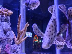 -太平洋海底世界