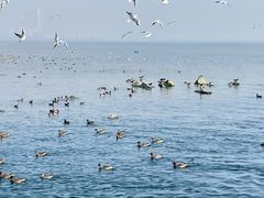 -深圳湾公园(南山区)