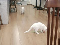 -有猫主题·治愈系猫咖(曾厝垵店)