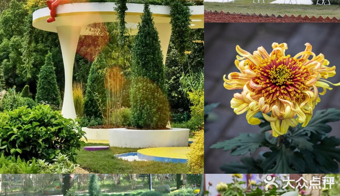 婀娜多姿  争奇斗艳  2021共青菊花展