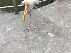 -吉隆坡雀鸟公园